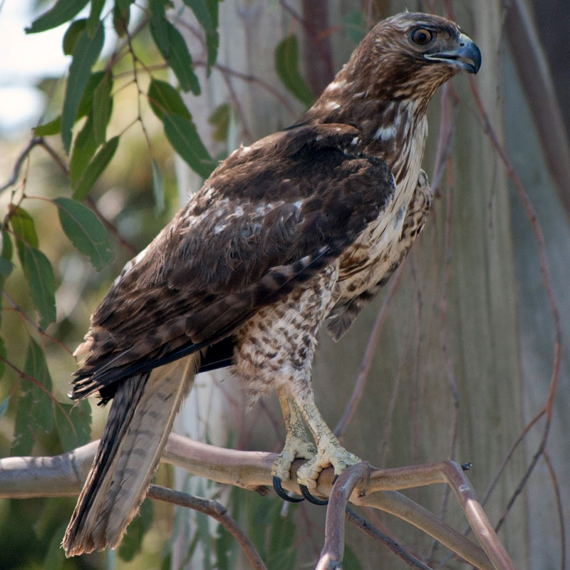 BIRDS OF PREY Wildlife Center of Silicon Valley