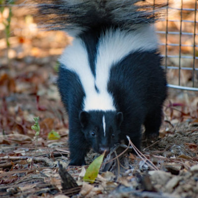 Wildlife Center of Silicon Valley | Rehabilitation & Release Education ...