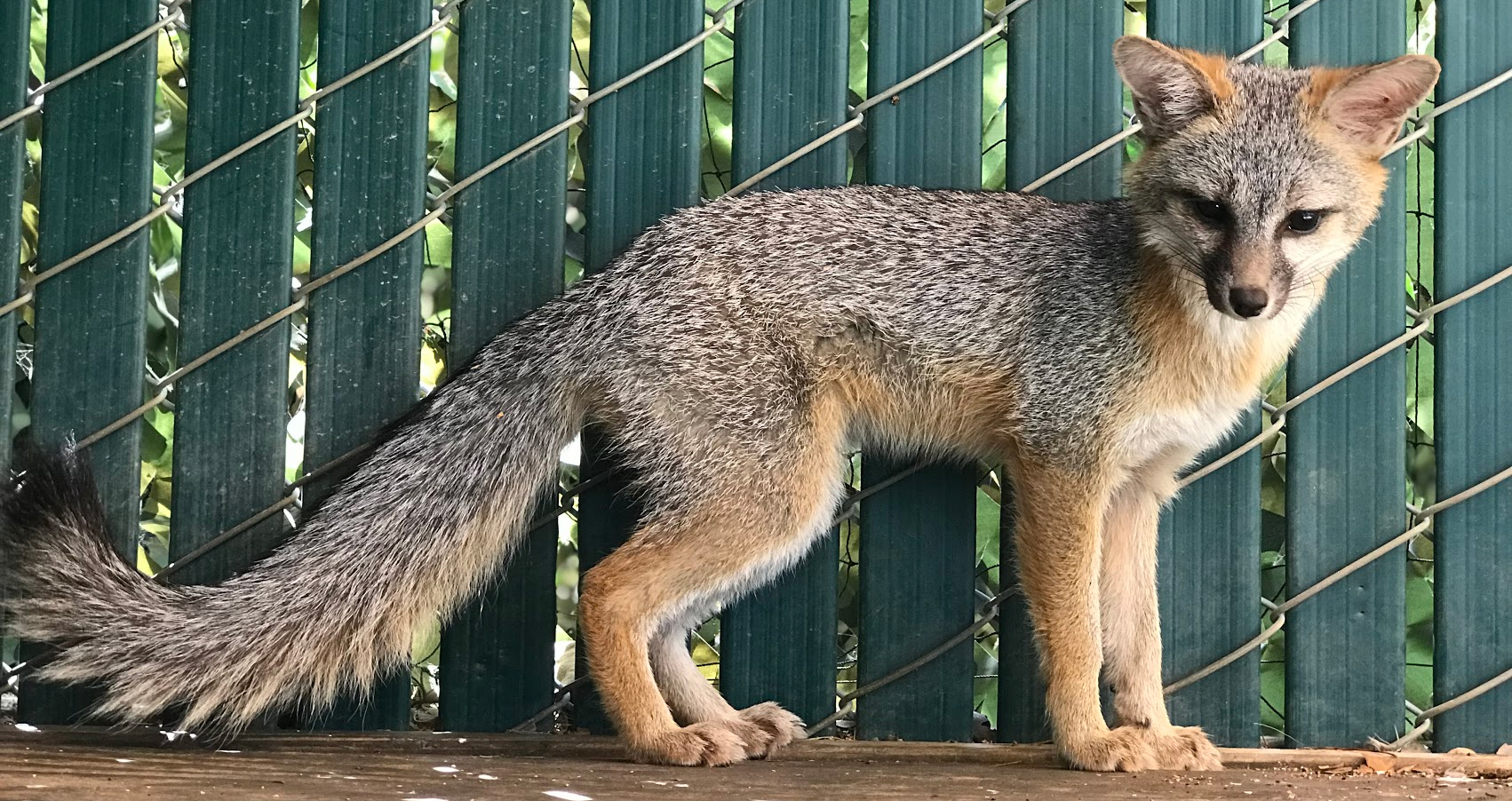 GRAY FOX | Wildlife Center of Silicon Valley