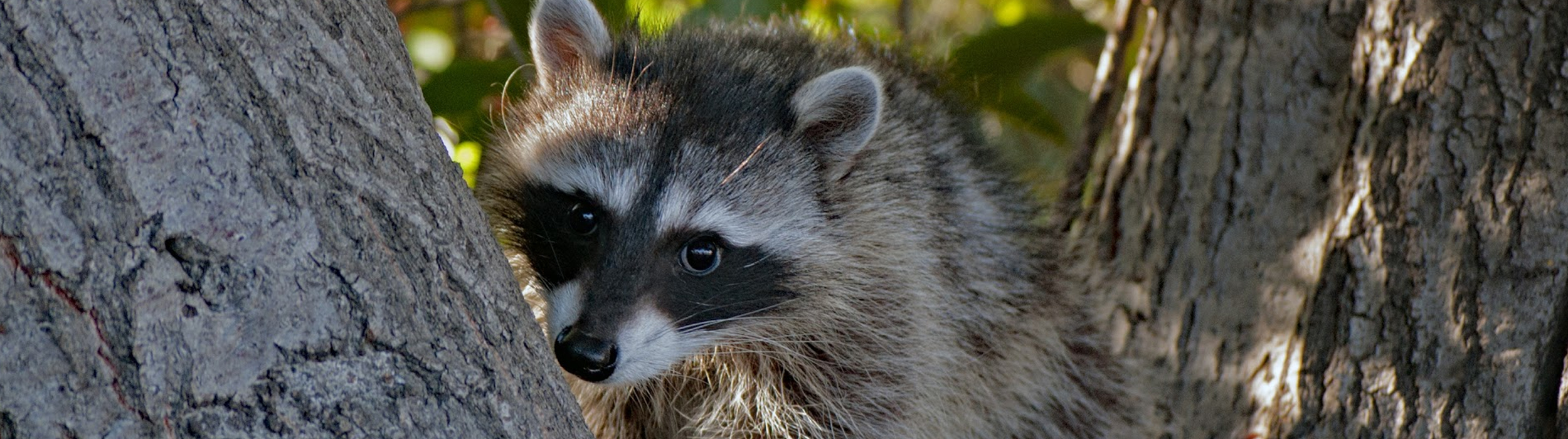 Wildlife Center of Silicon Valley (WCSV) - Celebrate the San