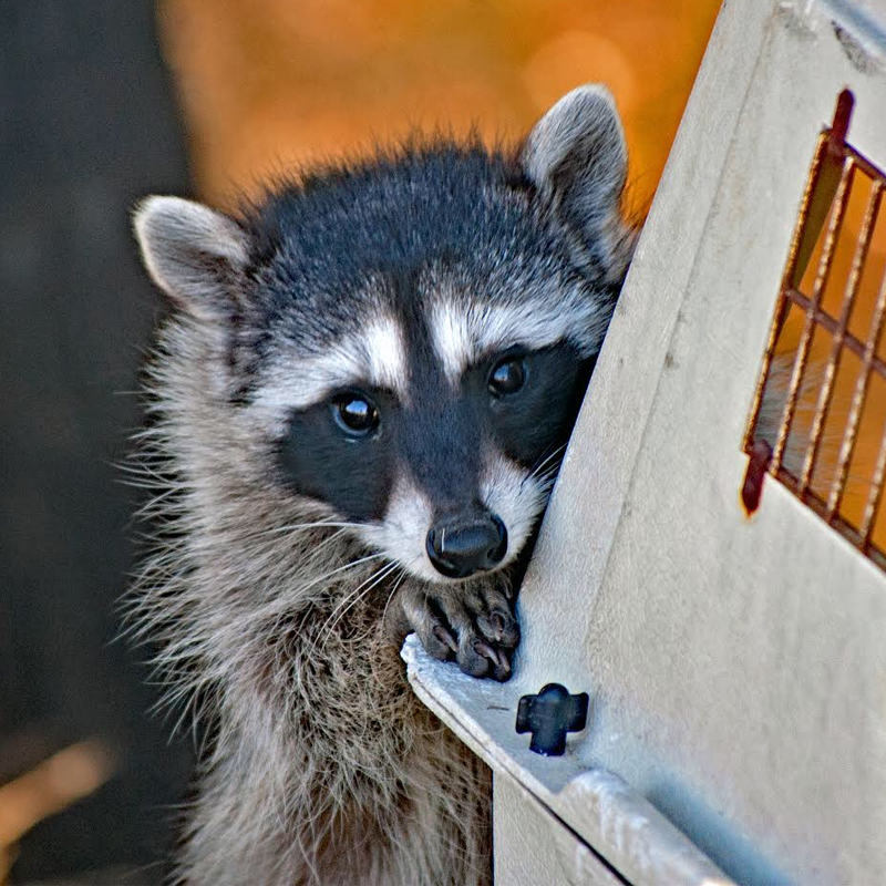 Wildlife Center of Silicon Valley (WCSV) - Celebrate the San