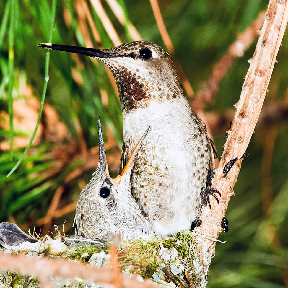 Wildlife Center of Silicon Valley (WCSV) - Celebrate the San