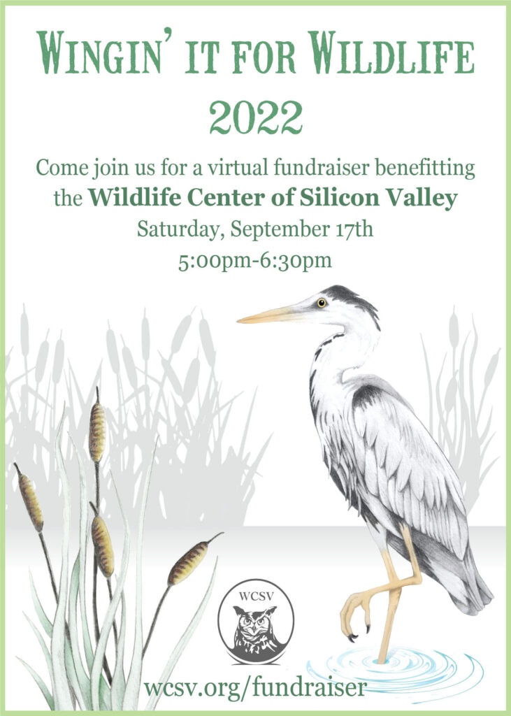 Wildlife Center of Silicon Valley (WCSV) - Celebrate the San