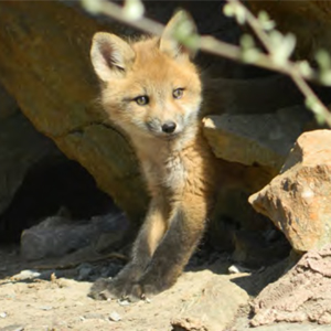 Wildlife Center of Silicon Valley (WCSV) - Celebrate the San